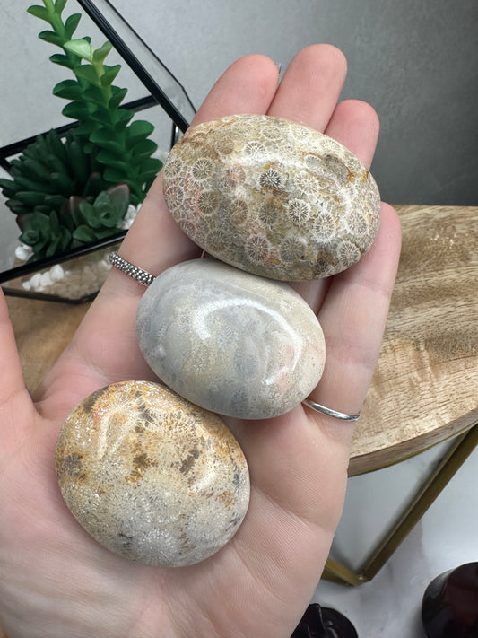Intuitive Fossil Palm Stone